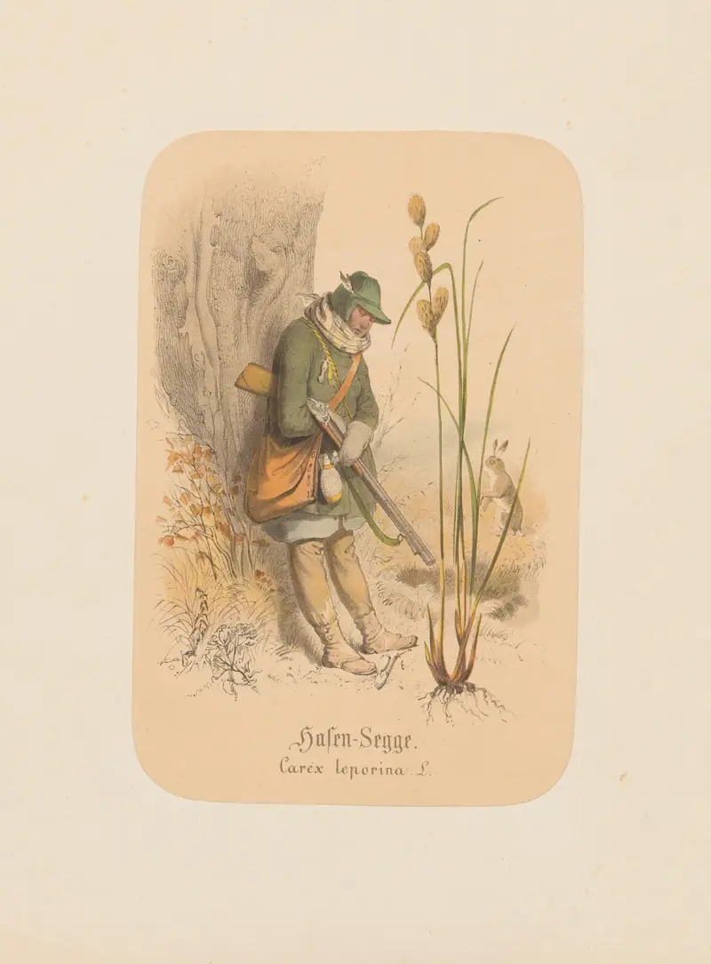 Harsvingel. Carex leporina av Adolf Schrödter