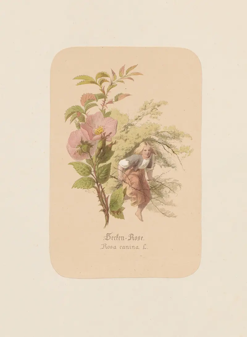 Nyponros (Rosa canina) av Adolf Schrödter