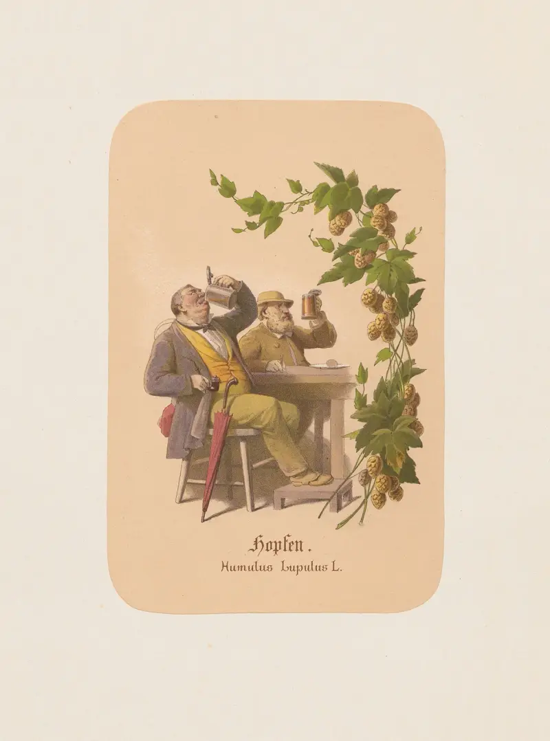 Hopfen. Humulus Lupulus av Adolf Schrödter