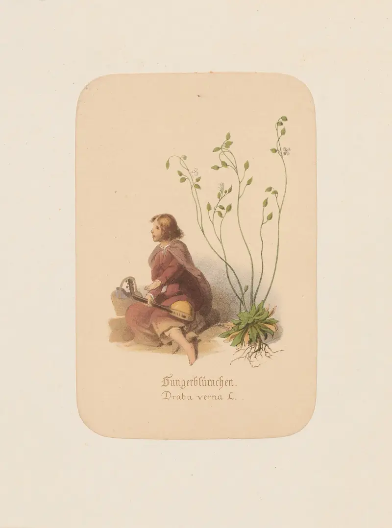Hungerblümchen. Draba verna av Adolf Schrödter