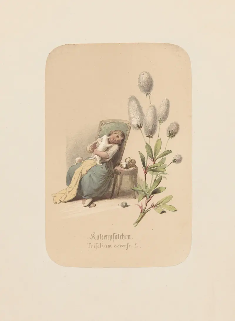 Kattfot. Trifolium arvense av Adolf Schrödter
