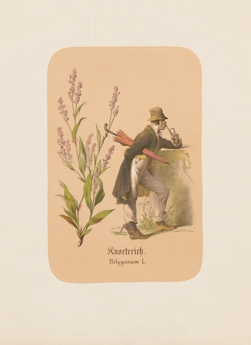 Knoeterich. Polygonum von Adolf Schrödter