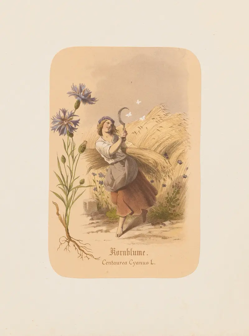 Kornblume. Centaurea Cyanus von Adolf Schrödter