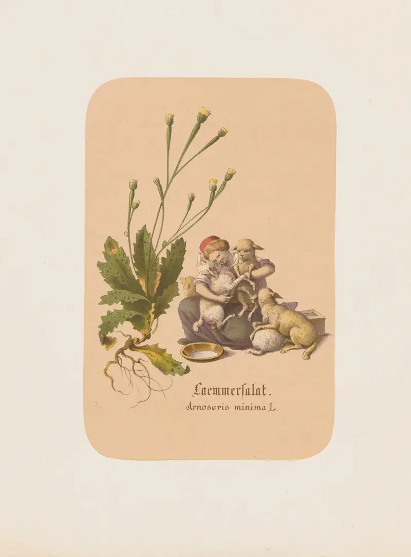 Laemmersalat. Arnoseris minima av Adolf Schrödter