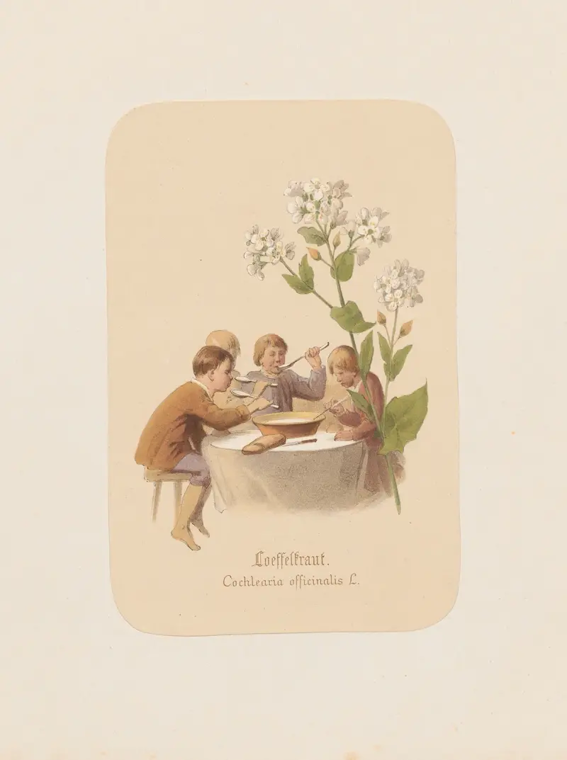 Skedört. Cochlearia officinalis av Adolf Schrödter