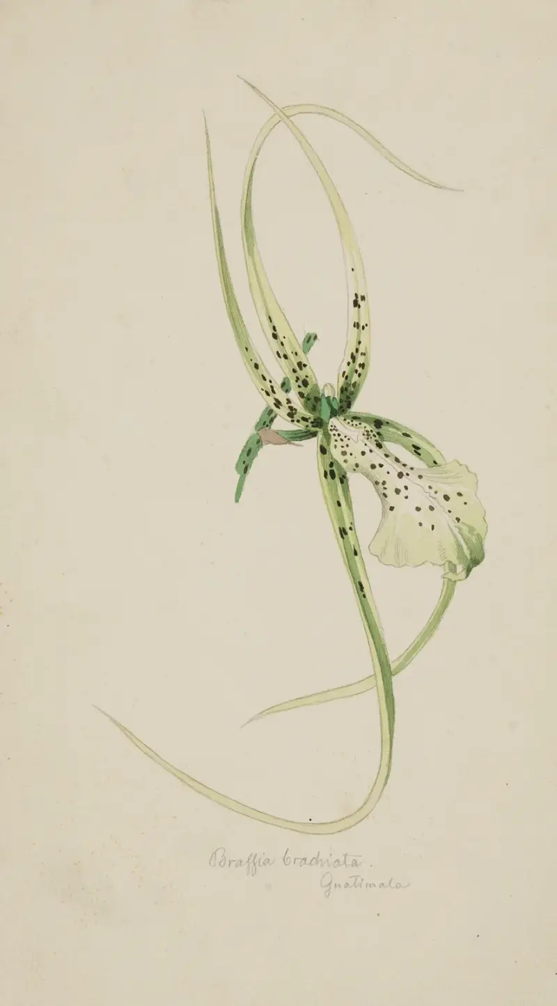 Orkidé ‘Brassia Brachiata’ (Guatemala) av Adolf Schrödter
