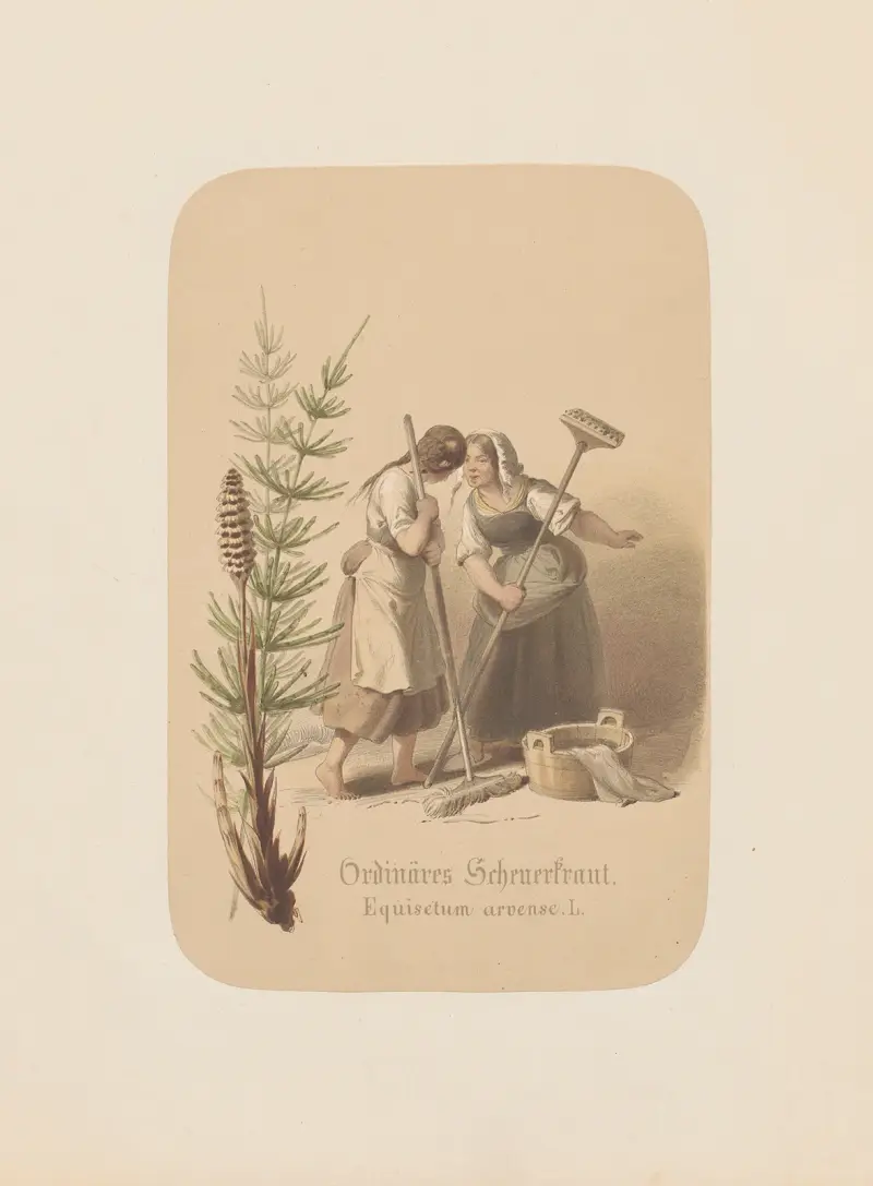 Ordinäres Scheuerkraut. Equisetum arvense av Adolf Schrödter
