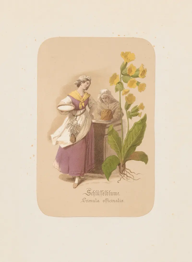 Schlüsselblume. Primula officinalis av Adolf Schrödter