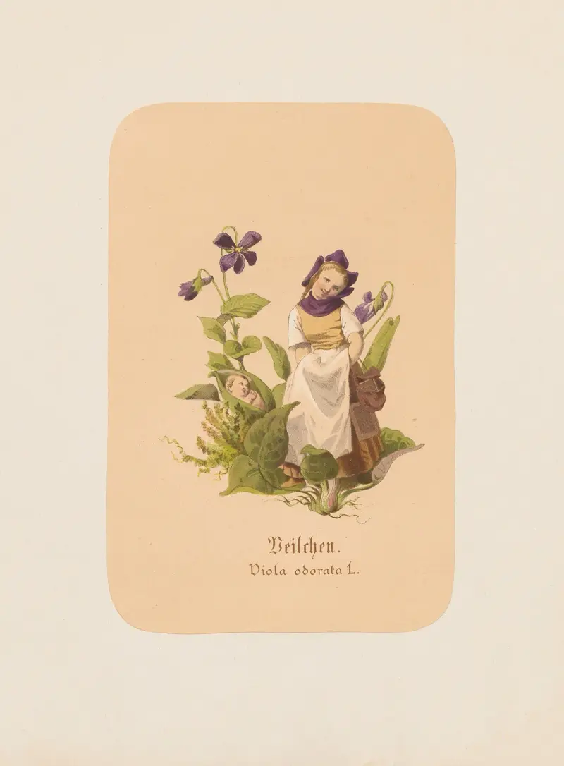 Violer. Viola odorata av Adolf Schrödter