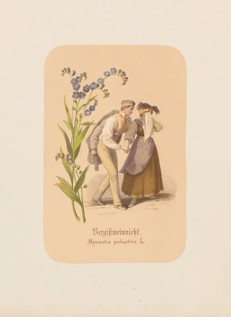 Förgätmigej. Myosotis palustris av Adolf Schrödter