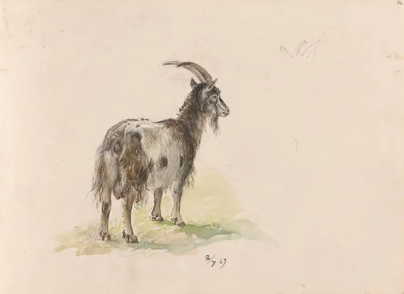 Geit av Adolph Tidemand