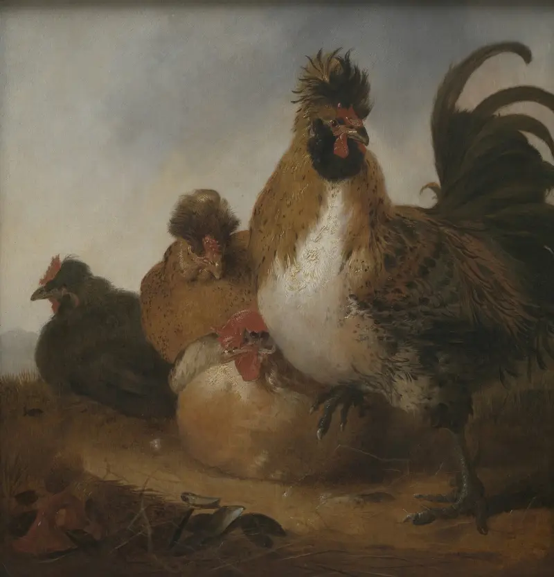 Rooster and Hens Object type av Aelbert Cuyp