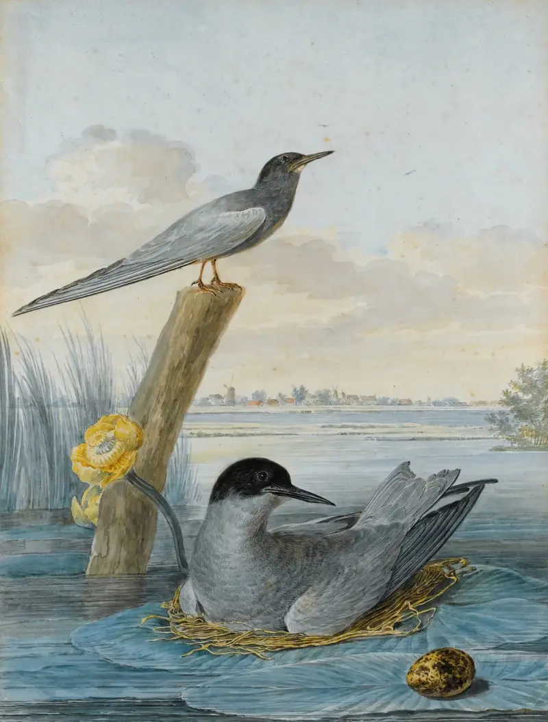 Ein Paar Trauerseeschwalben mit Nest und Ei in einer Flusslandschaft von Aert Schouman