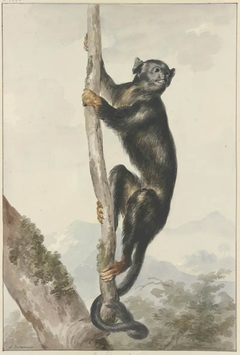 Ein peruanischer Spinnenaffe (Ateles chamek), 1759 von Aert Schouman