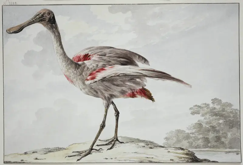 Rosapelikan (Platalea ajaja) von Aert Schouman
