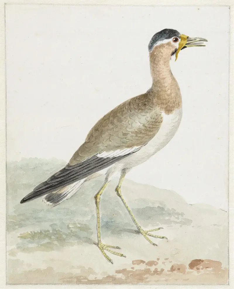 A Yellow-wattled Lapwing av Aert Schouman