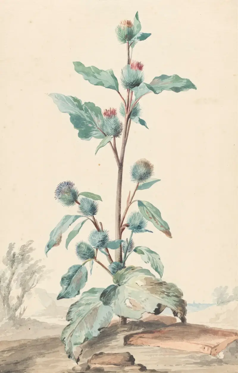 Distel av Aert Schouman
