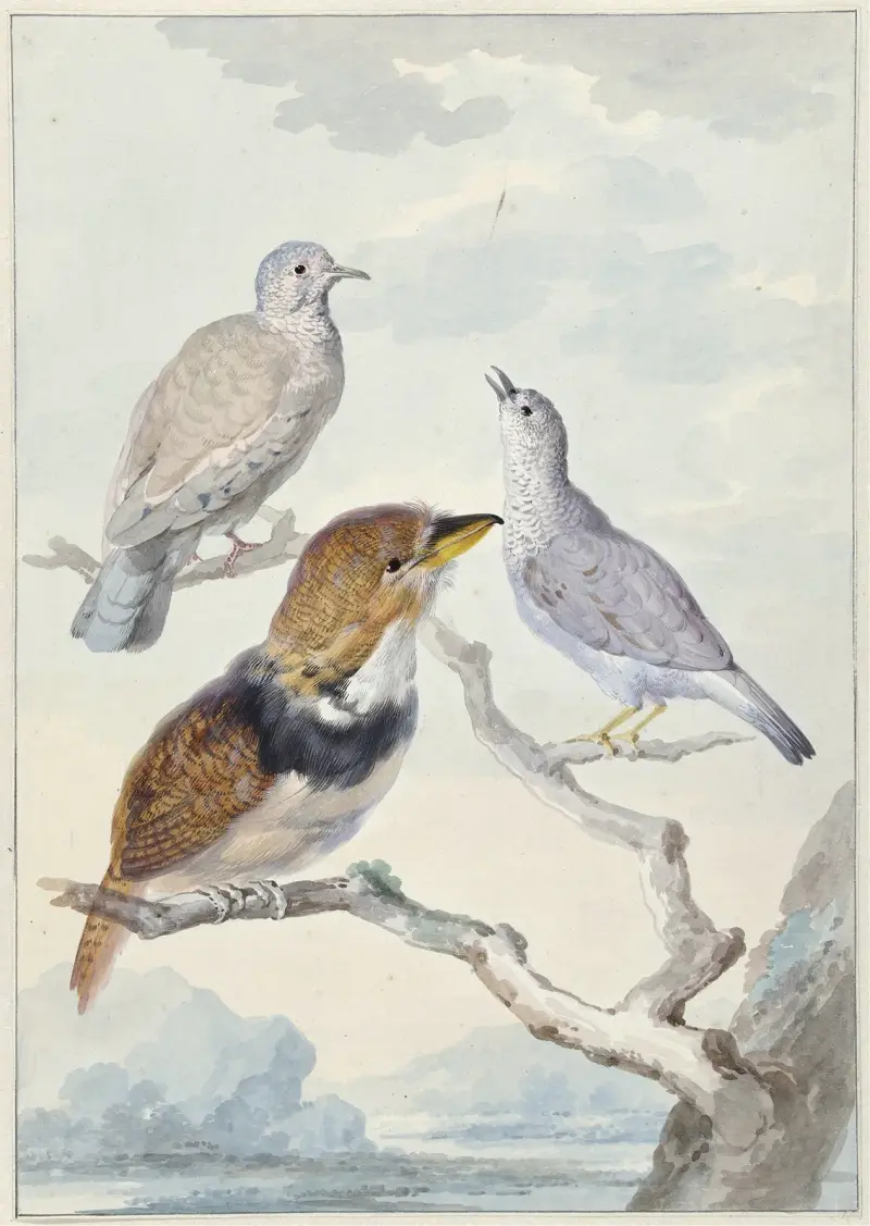 Drei Vögel, zwei Inkatauben und ein Halsband-Bartkuckuck von Aert Schouman