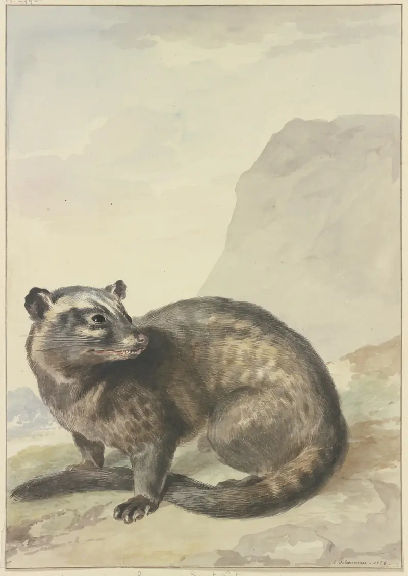 Een vreemde Levet-Kat av Aert Schouman