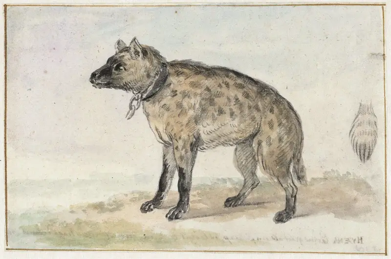 Fläckig hyena av Aert Schouman