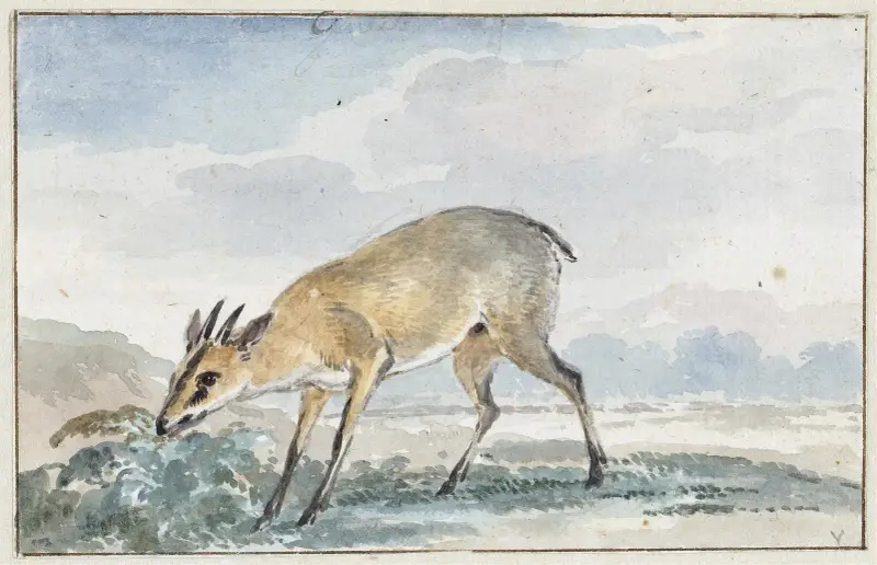 Guinees Jufferbokje of Sylvicapra Grimmia av Aert Schouman