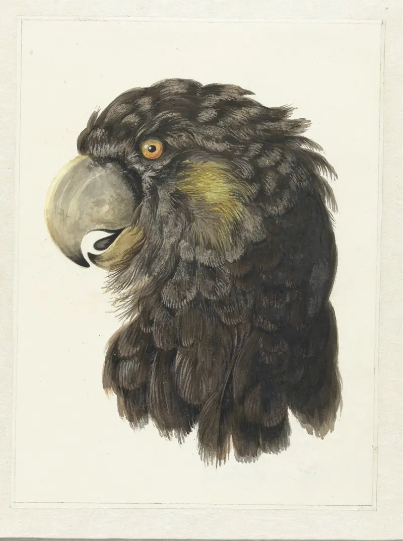 Head of a Cockatoo av Aert Schouman
