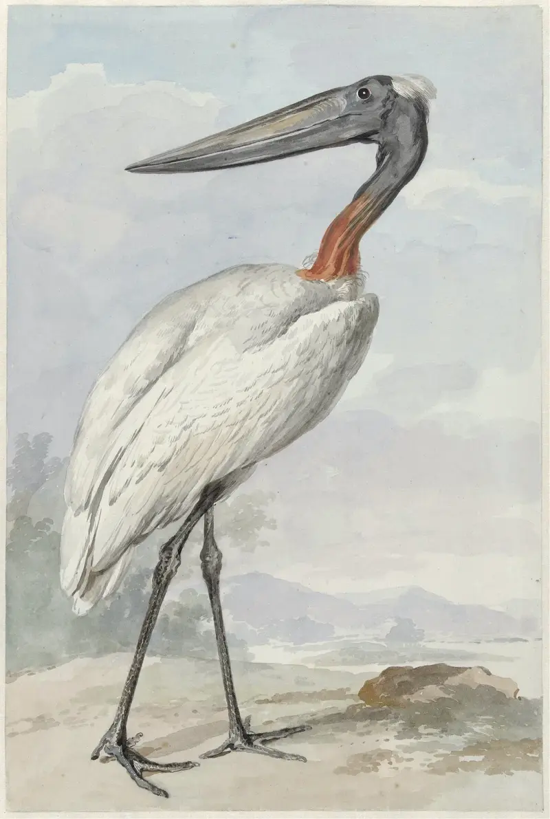 Jabiru (Jabiru mycteria), Aert Schouman