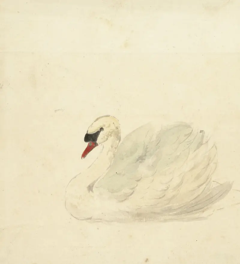 Knölsvan av Aert Schouman