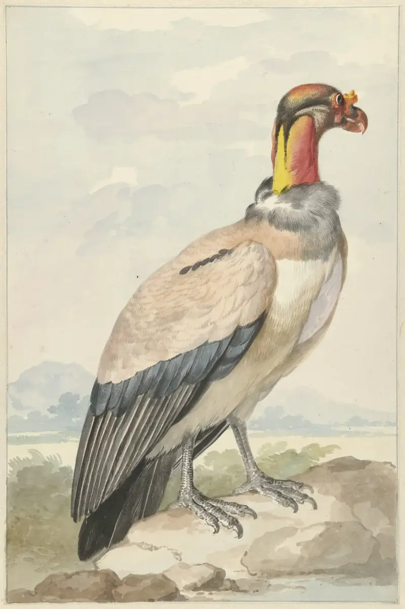 Královský sup (Sarcoramphus papa), Aert Schouman