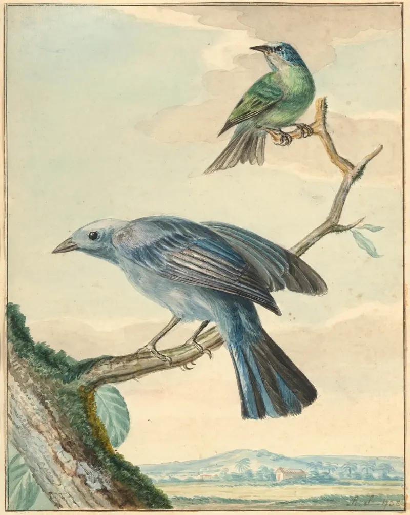 Vögel auf einem Ast von Aert Schouman