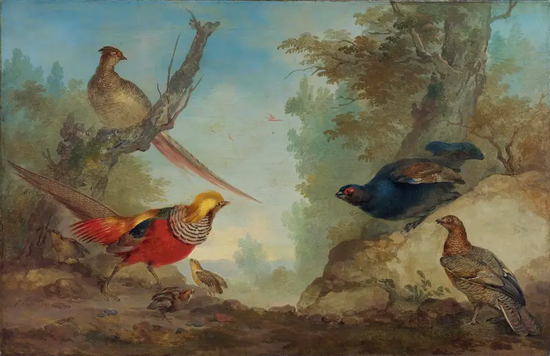 Bažanti, Aert Schouman