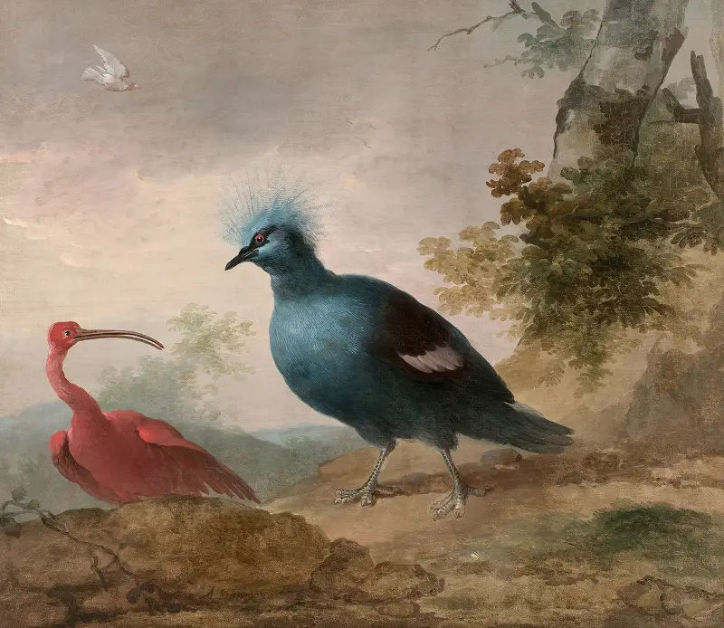 Pintade de Numidie et caïque à tête noire et Ibis rouge et goura couronné av Aert Schouman