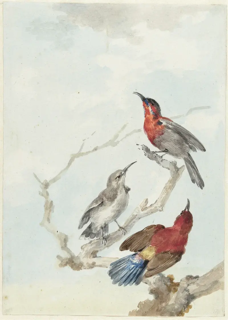 Three Crimson Sunbirds av Aert Schouman