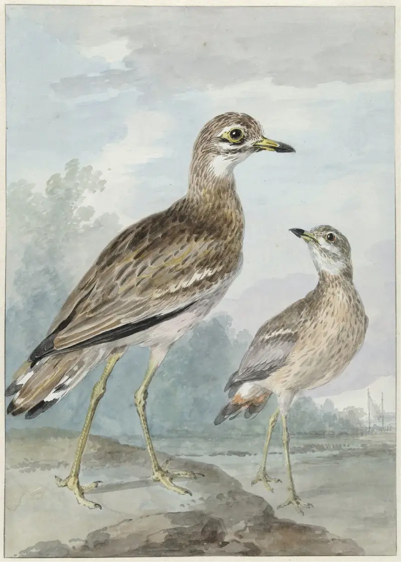 Twee grielen, Aert Schouman