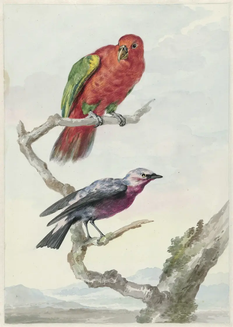 Twee vogels, waaronder een rood-groene papegaai av Aert Schouman