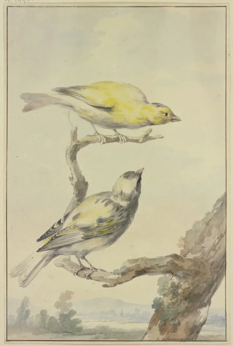 Dva kanárci, Aert Schouman