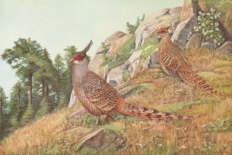 Tofsargusfasan, Louis Agassiz Fuertes