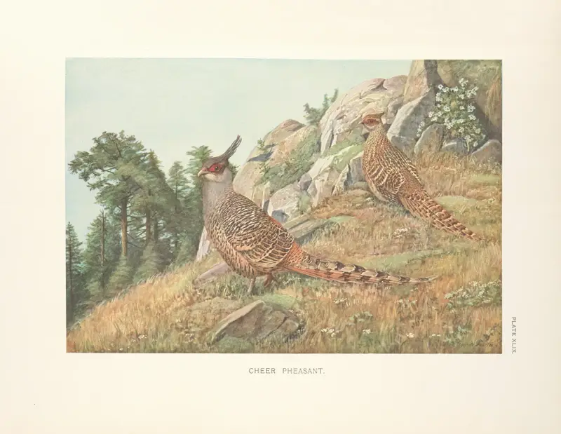 Cheer-Fasan (Catreus wallichii). von Louis Agassiz Fuertes