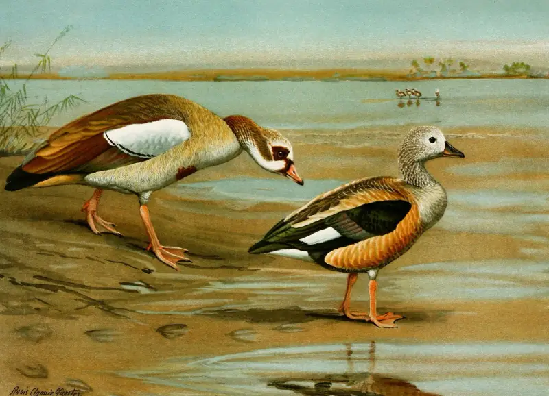 Egyptian Goose, Orinoco Goose av Louis Agassiz Fuertes