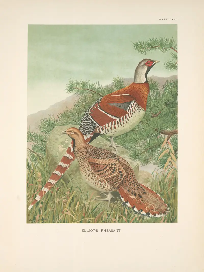 Bażant Elliota (Syrmaticus ellioti), 1918 – Nr. 2, Louis Agassiz Fuertes