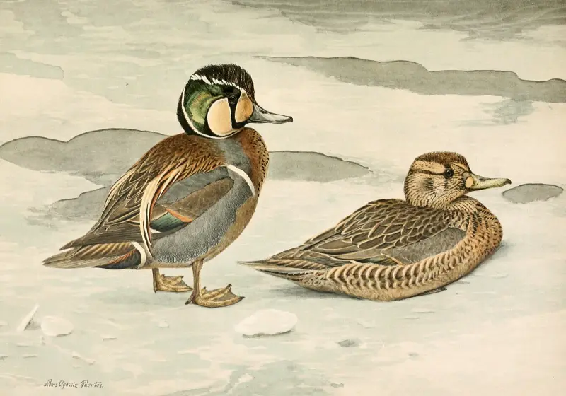Formosateal, Louis Agassiz Fuertes