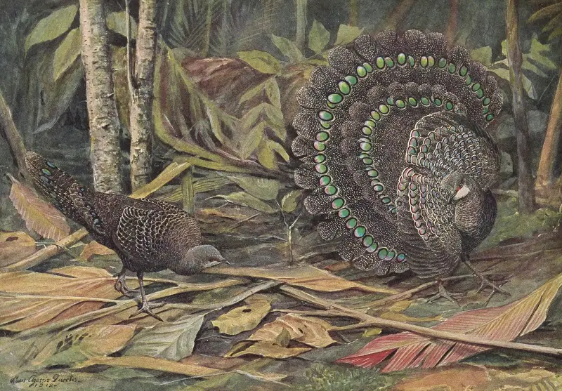 Germain’s Peacock Pheasant, 1918 – nr 1 av Louis Agassiz Fuertes