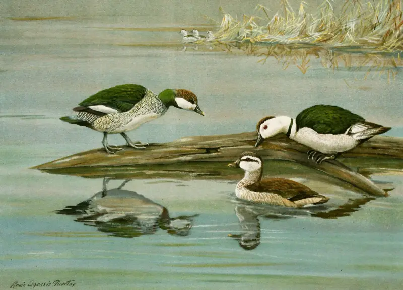 Green Pygmy Goose, Indian Pygmy Goose av Louis Agassiz Fuertes