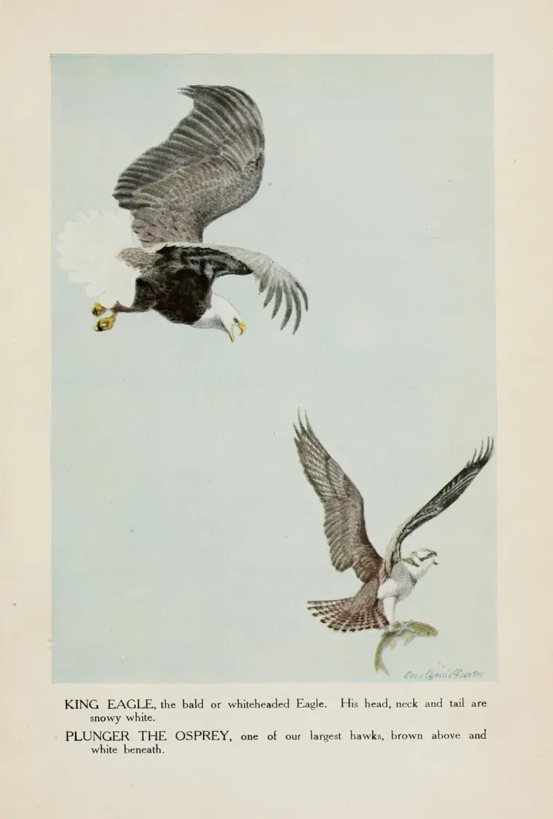 King Eagle, Plunger the Osprey av Louis Agassiz Fuertes
