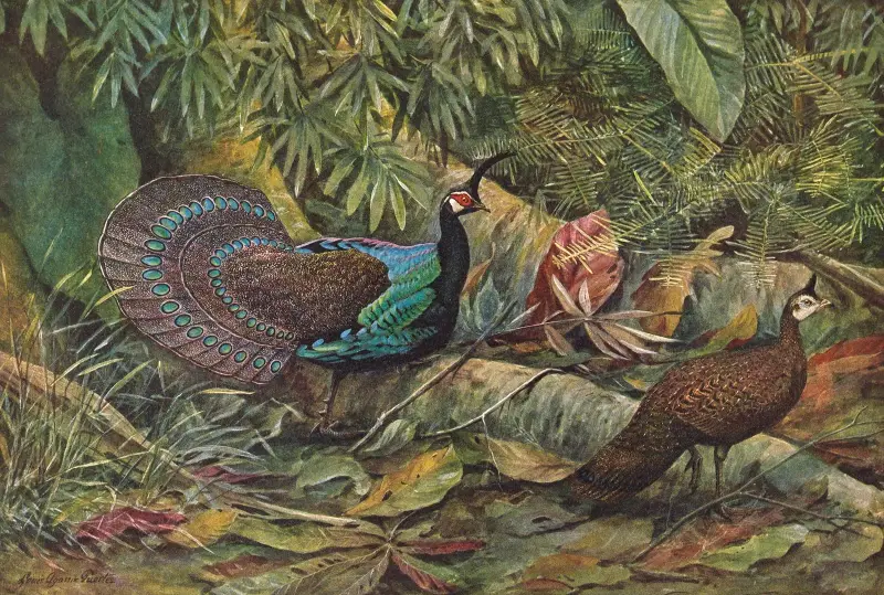 Palawan Peacock Pheasant, 1918 – nr 1 av Louis Agassiz Fuertes