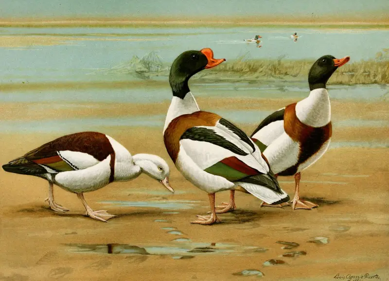 Radjah Sheldrake, Common Sheldrake, Louis Agassiz Fuertes