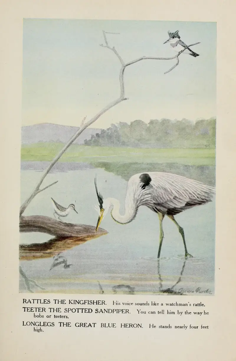 Rattles the Kingfisher, Teeter the Spotted Sandpiper, Longlegs the Great Blue Heron av Louis Agassiz Fuertes