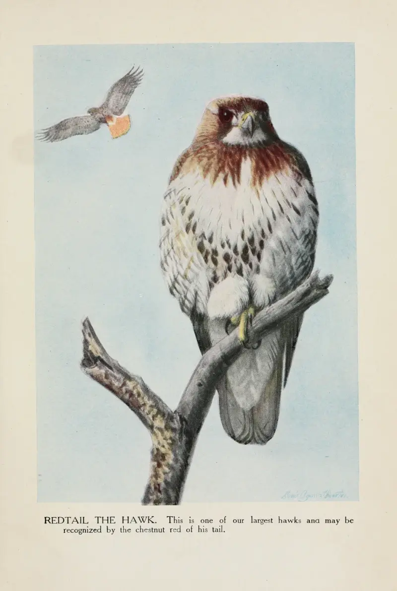 Rotschwanzbussard von Louis Agassiz Fuertes