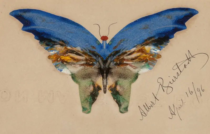 Blue Butterfly av Albert Bierstadt