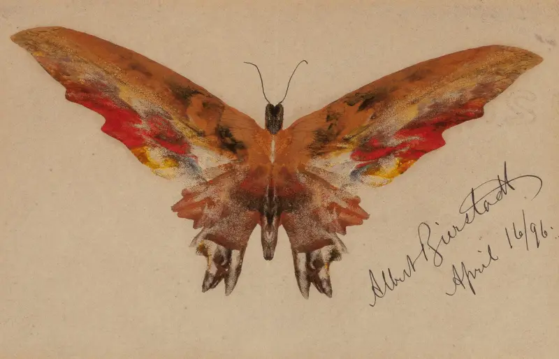 Schmetterling, 1896 von Albert Bierstadt